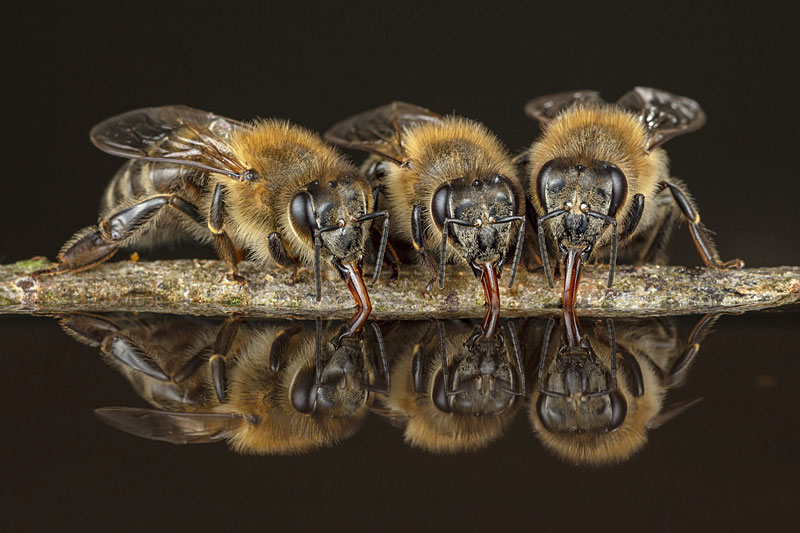 Ausstellungstipp: Ingo Arndt — Honigbienen Im Wald — Zurück in die Zukunft